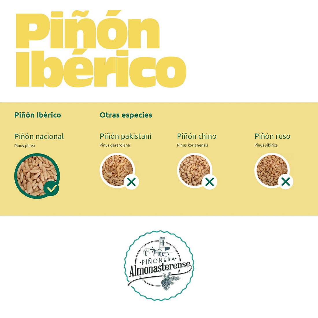 Piñón Ibérico vs Piñón Chino: una elección con impacto nutricional, sensorial y ambiental.